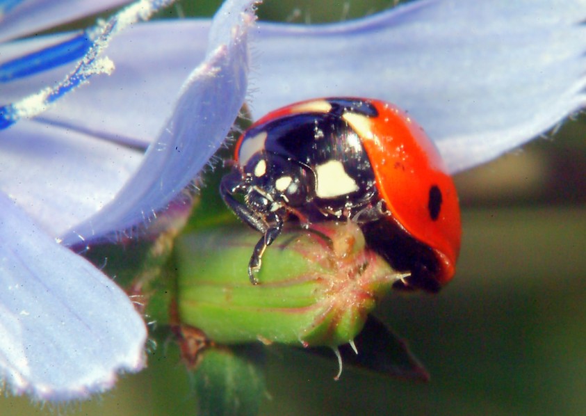 Oryctes nasicornis e altri